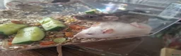 Rat rodents for sale: Beautiful full size and dwarf rats  - Advert 7