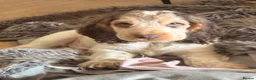 Cocker Spaniel dogs for sale: Show cocker spaniels  - Advert 1