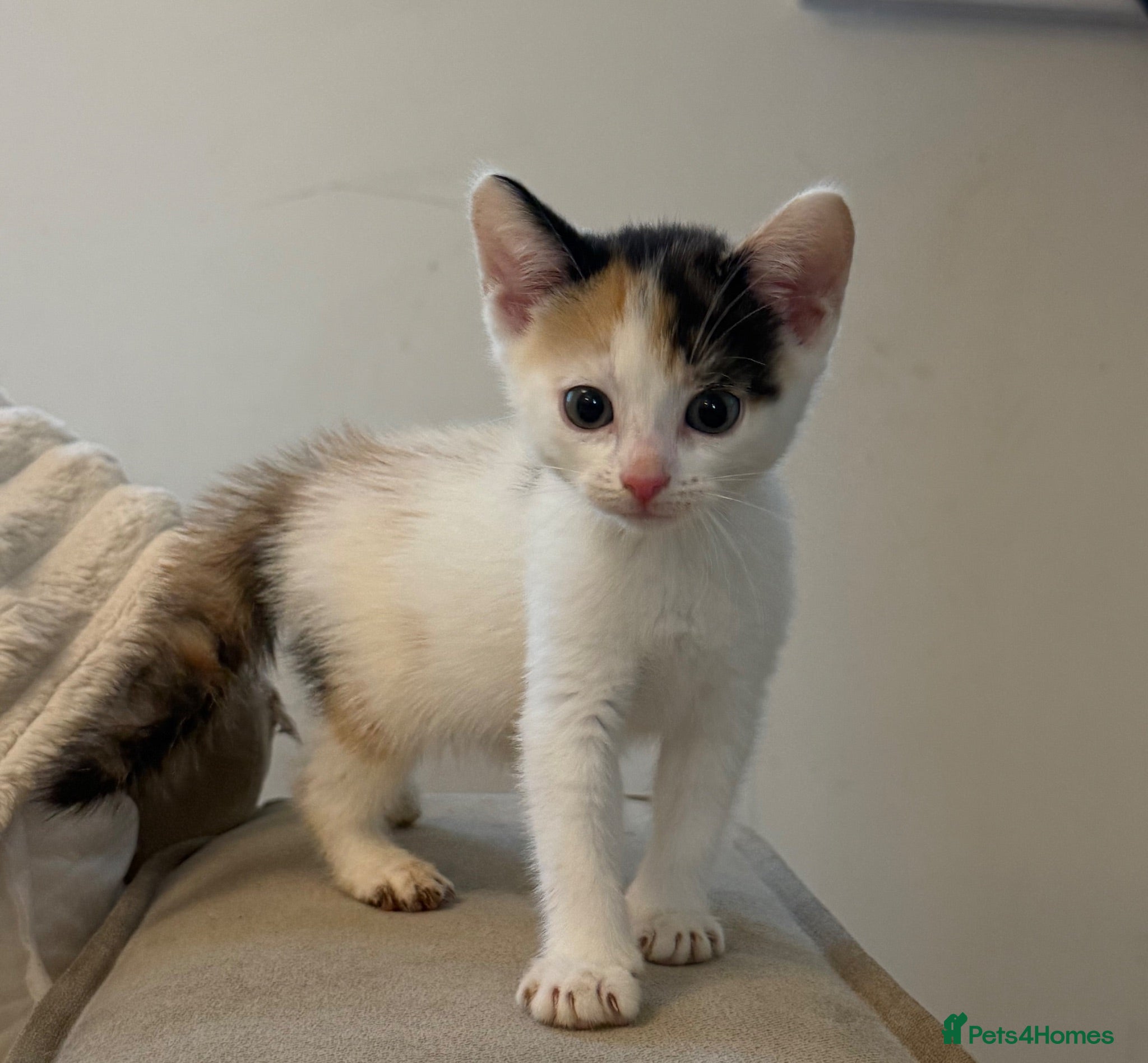 Mixed Breed cats Loving kittens 💖 - Advert 1