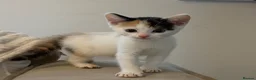 Mixed Breed cats for sale: Loving kittens 💖 - Advert 1