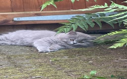 British Shorthair cats for sale: REDUCED - Image 24