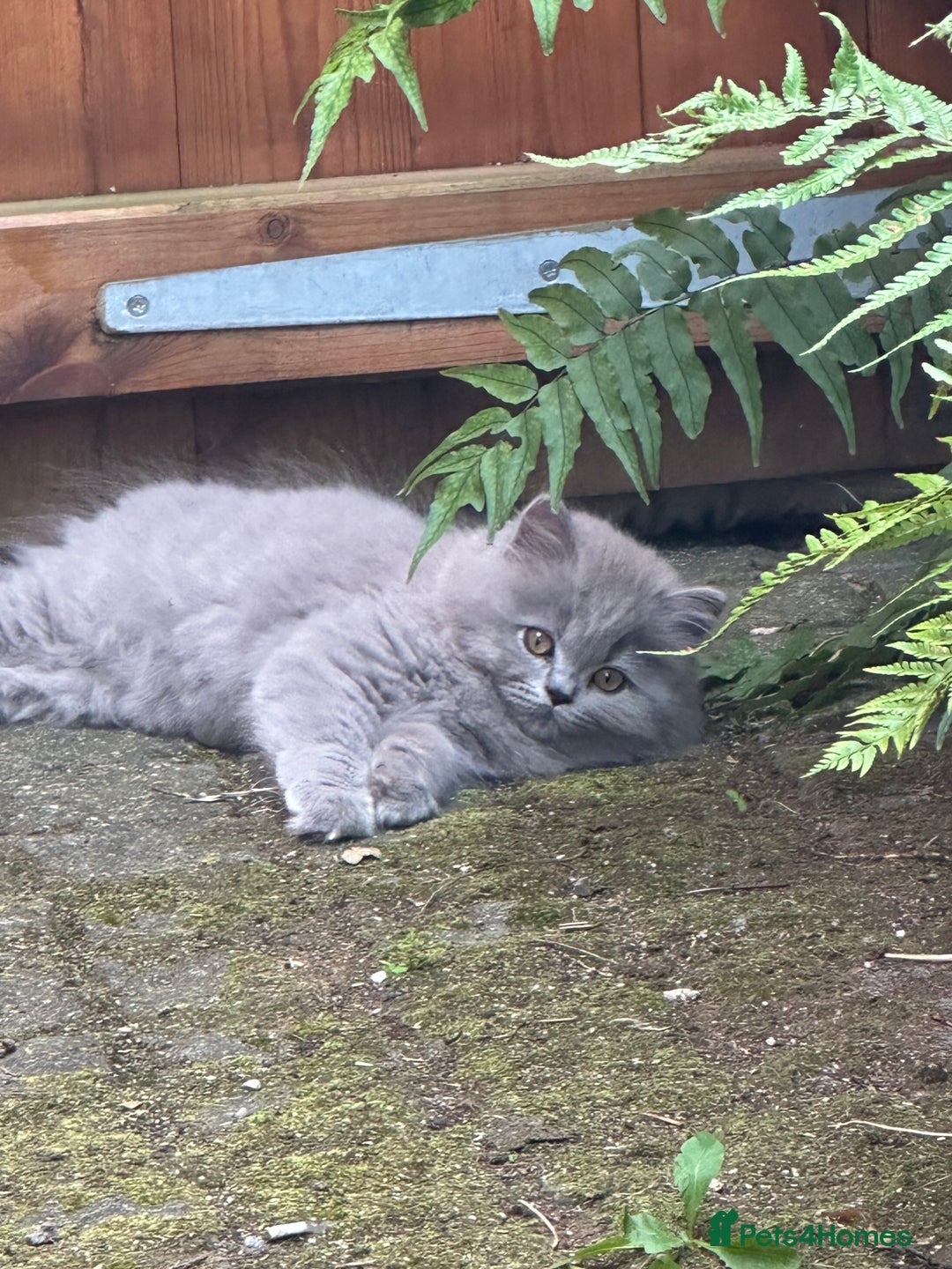British Shorthair cats for sale: REDUCED - Image 24