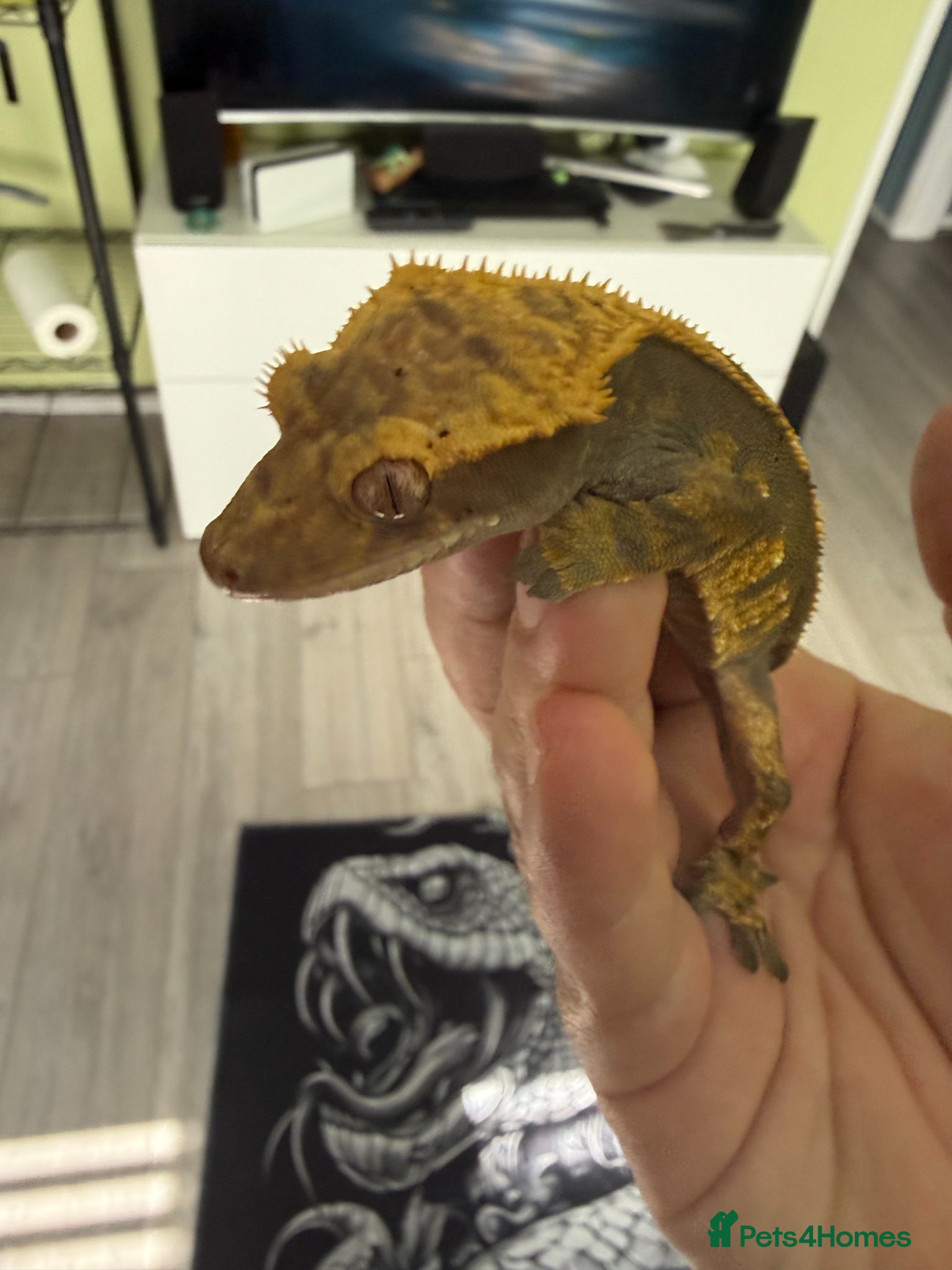 Gecko reptiles 1.0 Harlewquin Crested Gecko (Frog Bum) - Advert 10