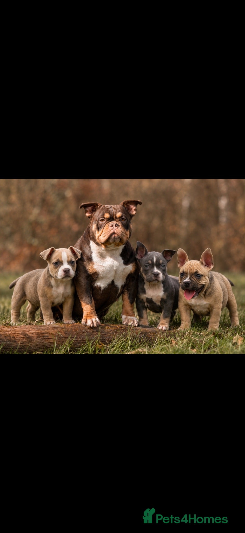 American Bully dogs American Micro Bullies  - Advert 5