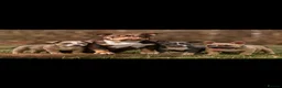 American Bully dogs for sale: American Micro Bullies  - Advert 1