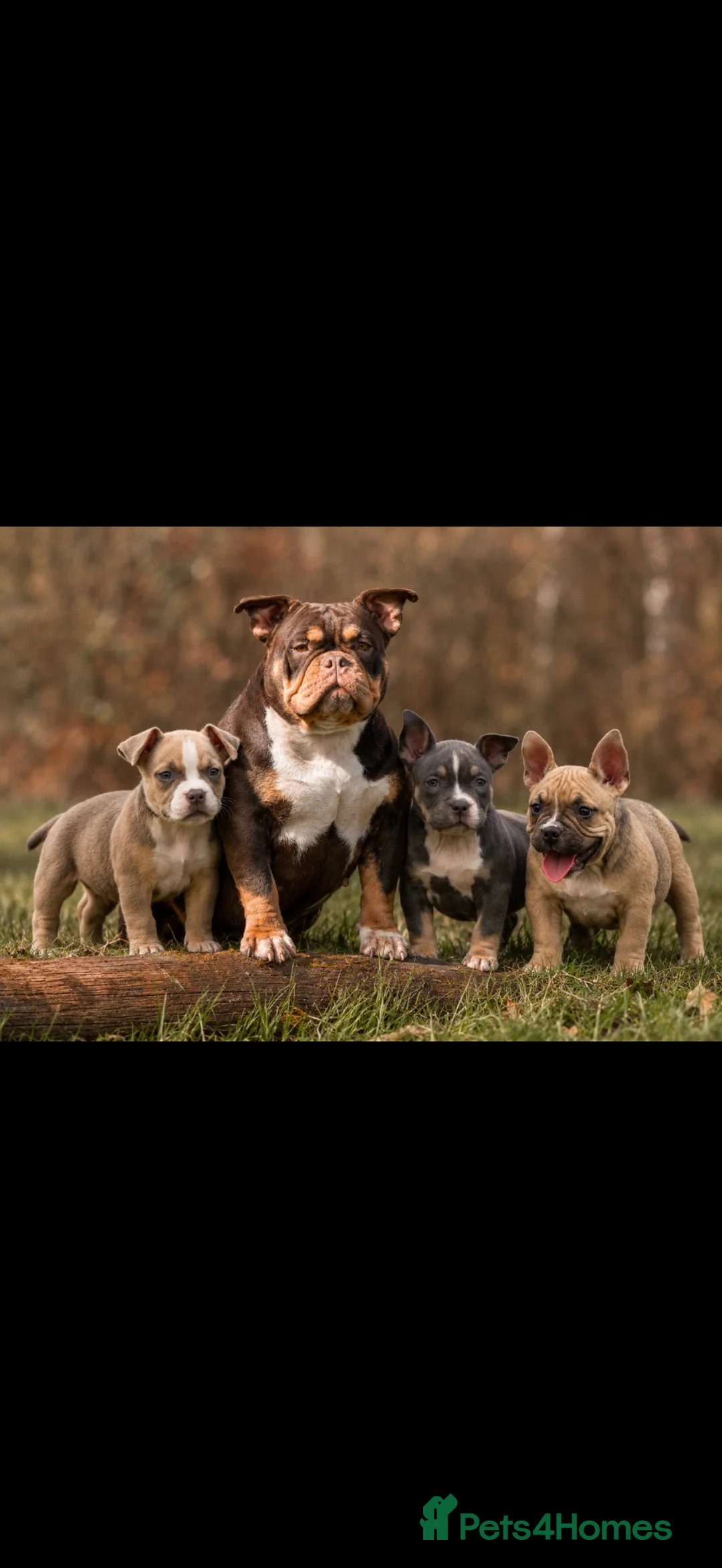 American Bully dogs for sale: American Micro Bullies  - Advert 1