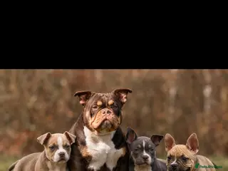 American Bully dogs American Micro Bullies - Advert 4