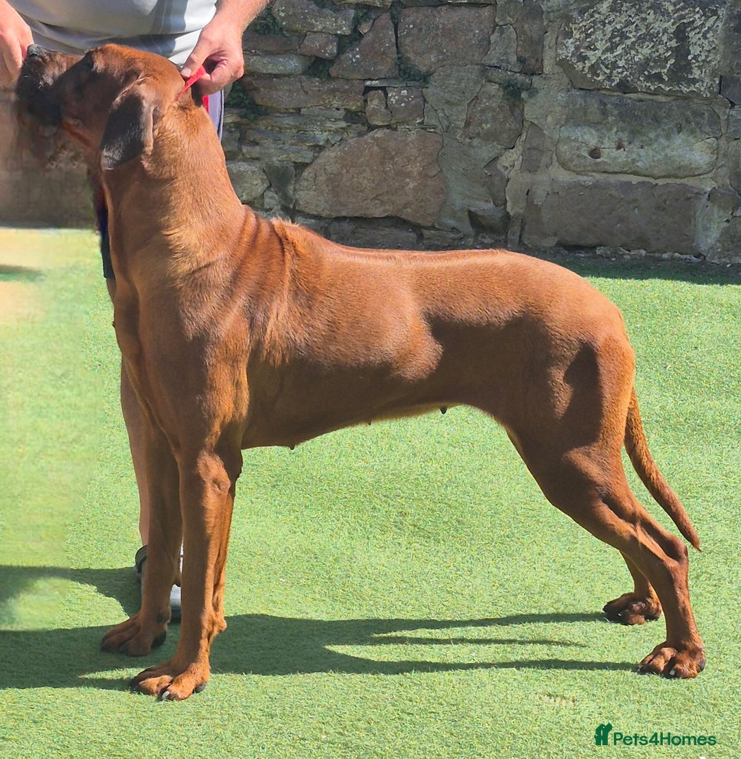 Rhodesian Ridgeback dogs for sale: Rhodesian Ridgeback Puppy Bitch - Advert 4