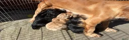 Sprocker dogs for sale: Beautiful Sprocker Spaniel Girls - Advert 7