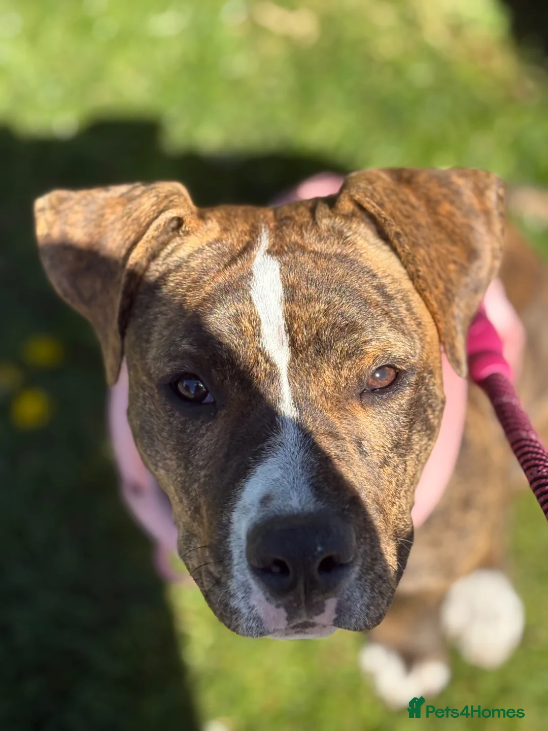 Mixed Breed dogs for sale: Dog for sale  in Liverpool - Advert 1