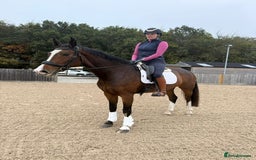 English Warmblood horses for sale: Darcy - Excellent BE prospect - Image 4
