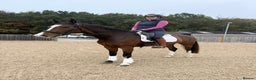 English Warmblood horses for sale: Darcy - Excellent BE prospect - Advert 5