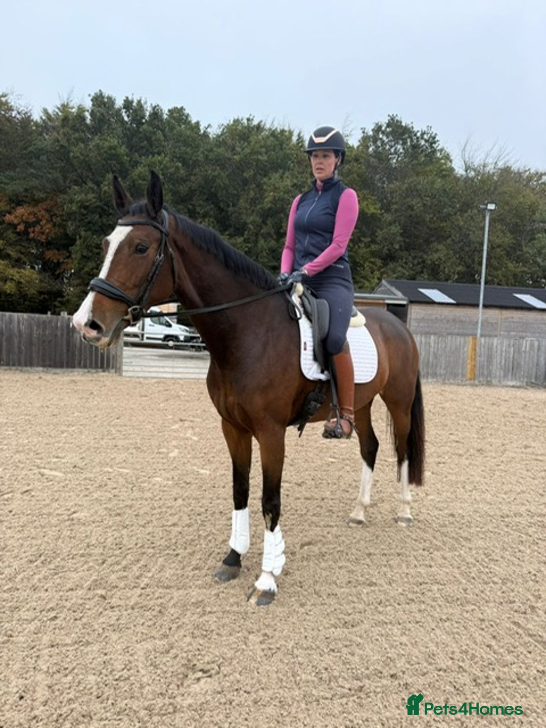 English Warmblood horses for sale: Darcy - Excellent BE prospect - Image 4
