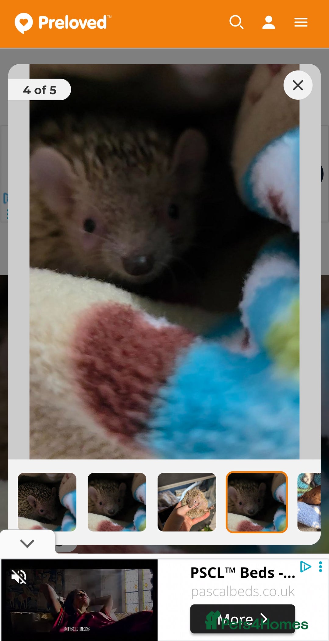 Pygmy Hedgehog rodents for sale: lesser tenerc hedgehog  - Advert 2