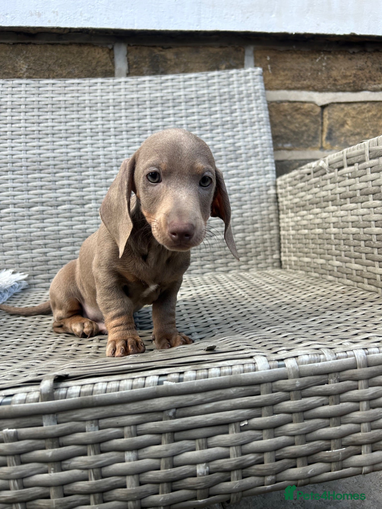 Miniature Dachshund dogs Miniature dachsunds - Advert 4