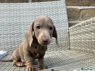 Miniature Dachshund dogs Miniature dachsunds - Advert 3