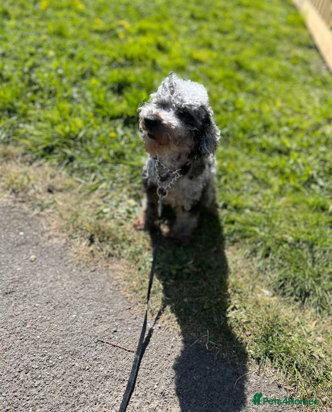 Miniature Poodle dogs for sale: 2 Beautiful boys looking for their forever home  - Image 7