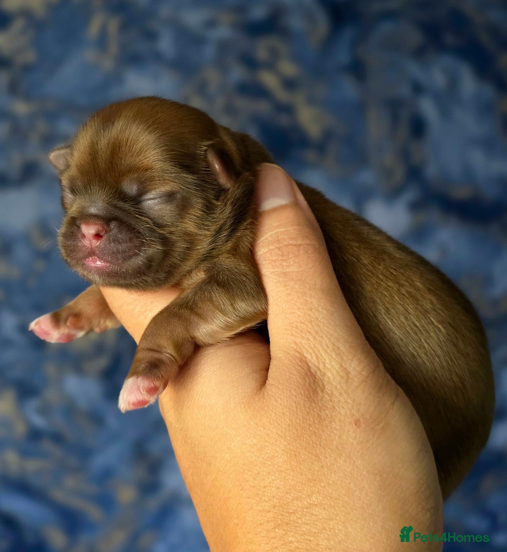 Shih Tzu dogs Beautiful Shih Tzu Puppies - Advert 9