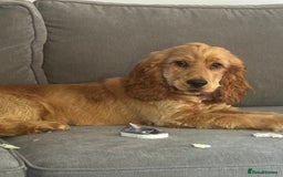 Cocker Spaniel dogs for sale: 6 month old cocker spaniel  - Image 1