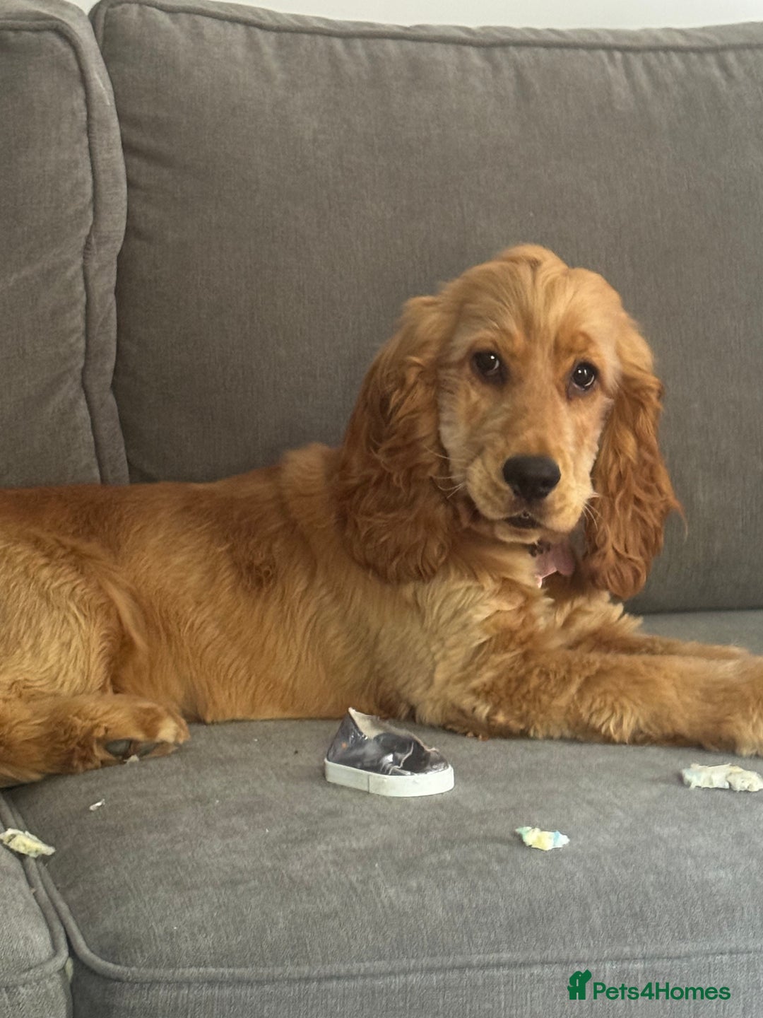 Cocker Spaniel dogs for sale: 6 month old cocker spaniel  - Image 1