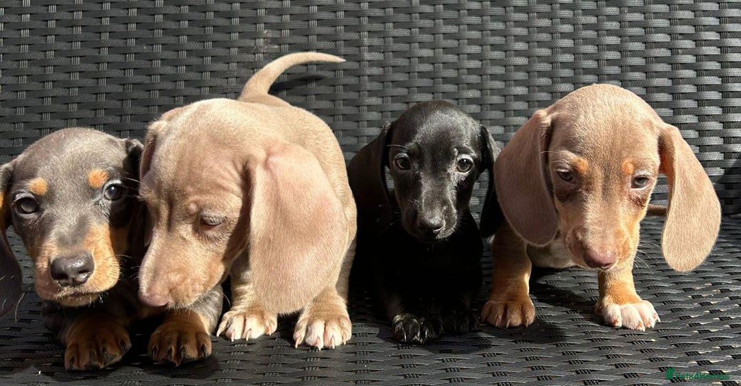 Miniature Dachshund dogs for sale: READY NOW STUNNING MIX KC MIN PRA CLR - Image 4