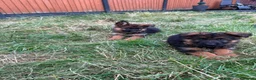 German Shepherd dogs for sale: German Shepard puppies ⭐️ready to be rehomed ⭐️ - Advert 6