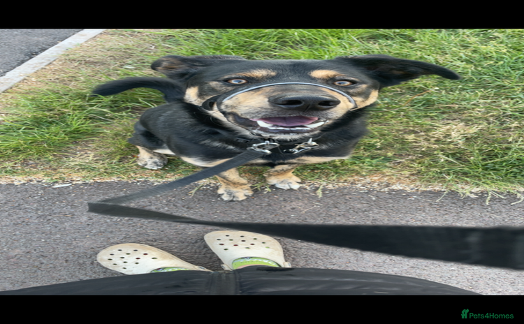 Mixed Breed dogs - Advert 5