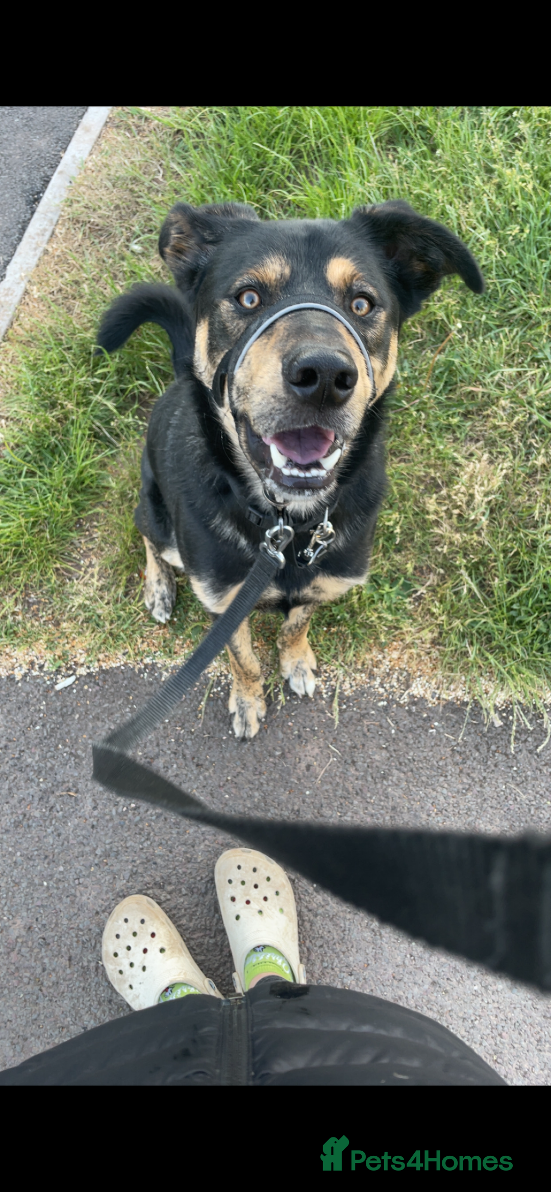 Mixed Breed dogs for sale: Hunter - Image 1