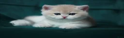 British Shorthair cats for sale: 🔥BRITISHSHORT HAIR KITTENS AND SCOTTISH FOLD 🔥 - Advert 6