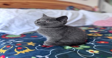 British Shorthair cats 🐱2  Beautiful  British Shorthair Male 🐱 - Advert 11