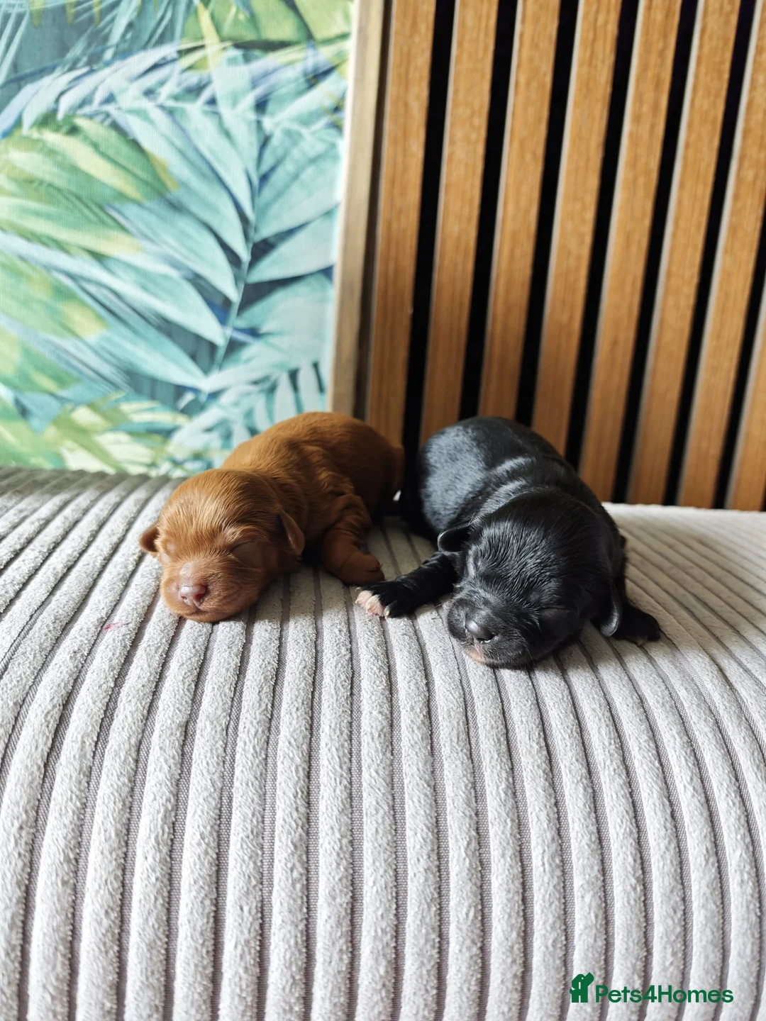 Cavapoo dogs for sale: Beautiful bunch of cuteness  🧸 🧸❤️❤️❤️ - Advert 2