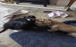 Miniature Dachshund dogs for sale: READY NOW BLACK & CREAM KC REG MINI L HAIRED DAXIS - Image 12