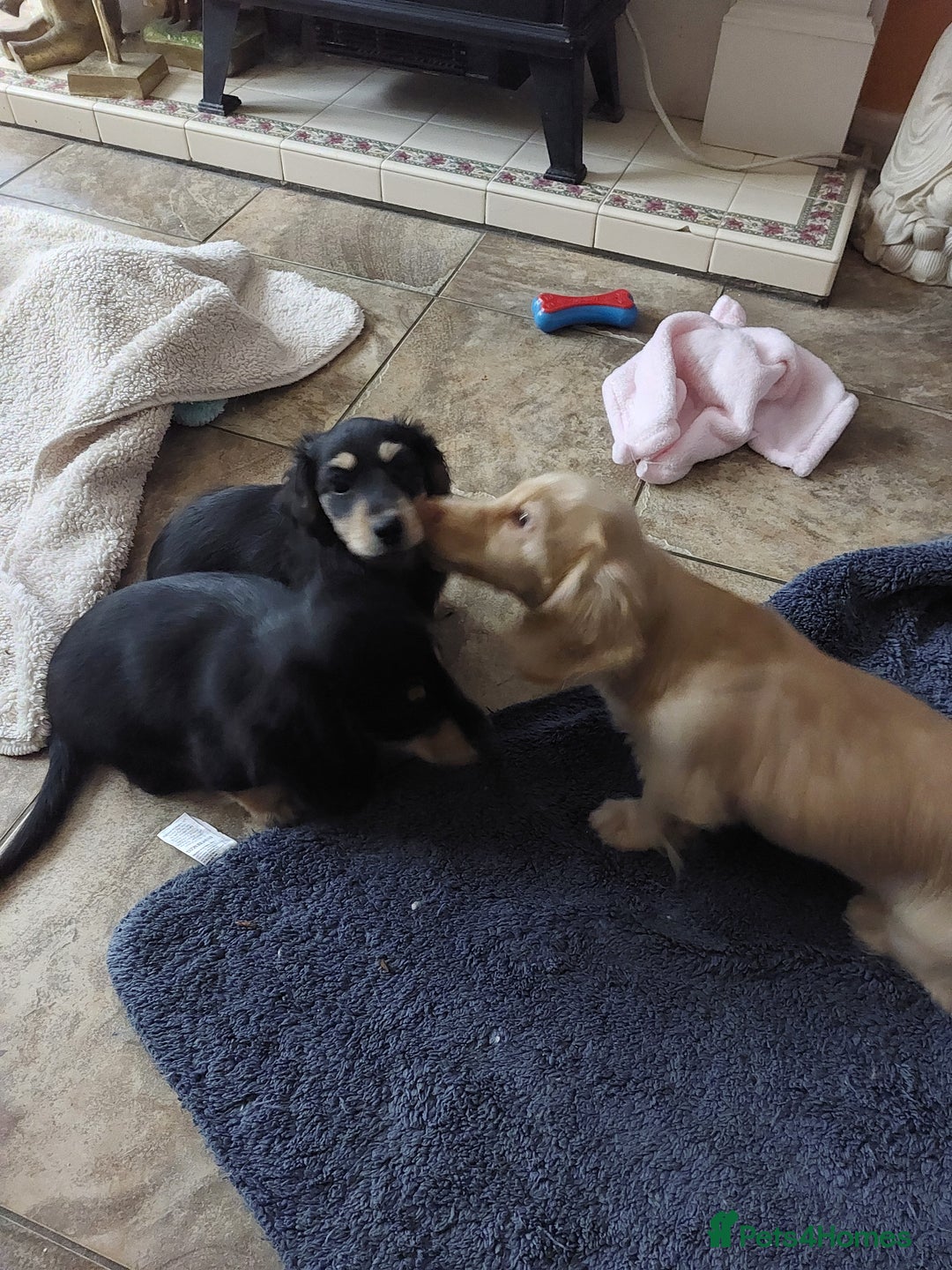 Miniature Dachshund dogs for sale: READY NOW BLACK & CREAM KC REG MINI L HAIRED DAXIS - Image 12