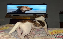 Mixed Breed dogs for sale: Max pug x jack russell  - Image 4