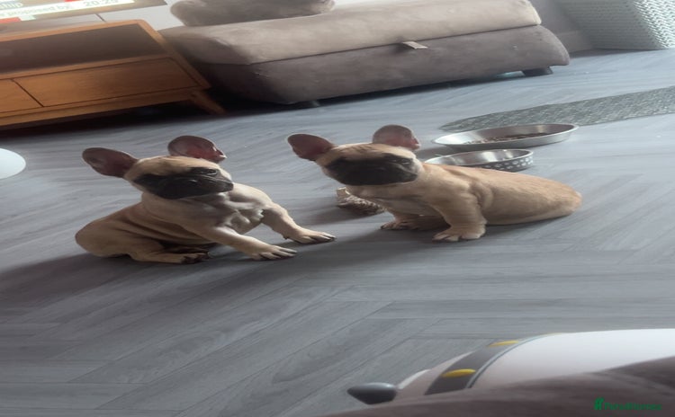 French Bulldog dogs - Advert 2