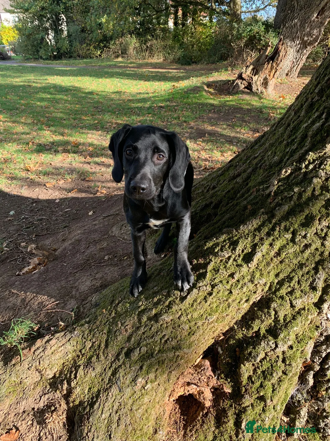 Mixed Breed dogs for adoption: Jessie - Springador in Wells - Advert 2