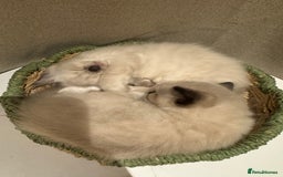 Ragdoll cats for sale: Adorable Ragdoll X Snow Bengal Kittens - Advert 6