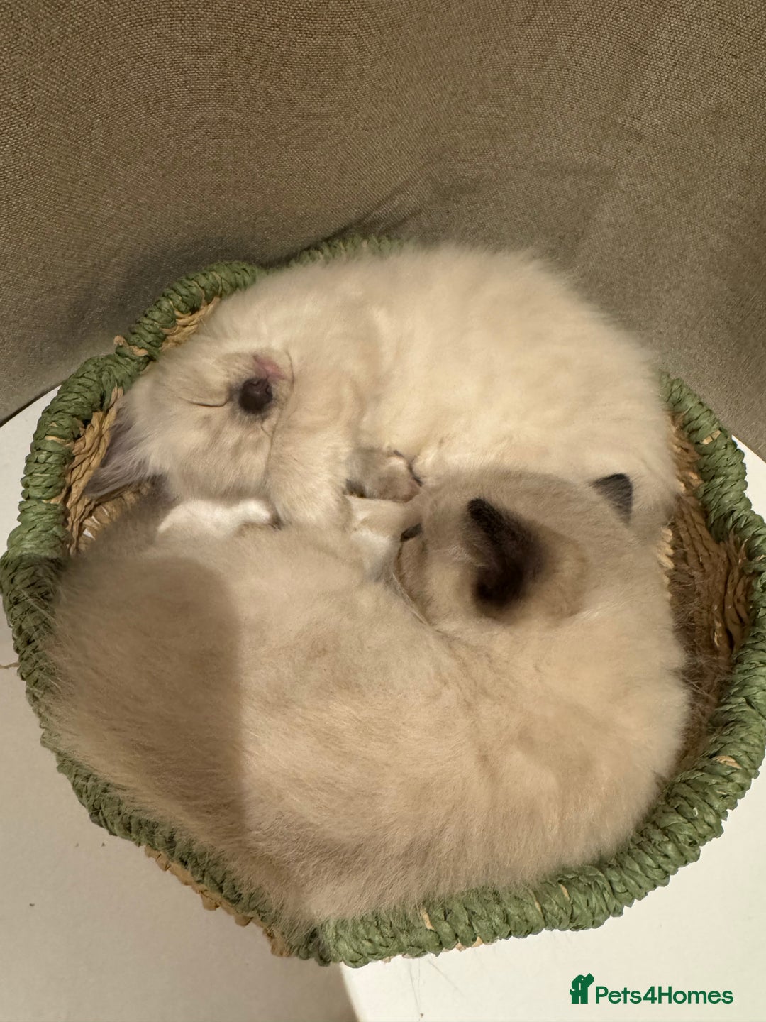 Ragdoll cats for sale: Adorable Ragdoll X Snow Bengal Kittens - Advert 6