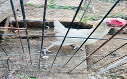 Chickens poultry for sale: Aseel shamo  chicks for sale  - Image 3