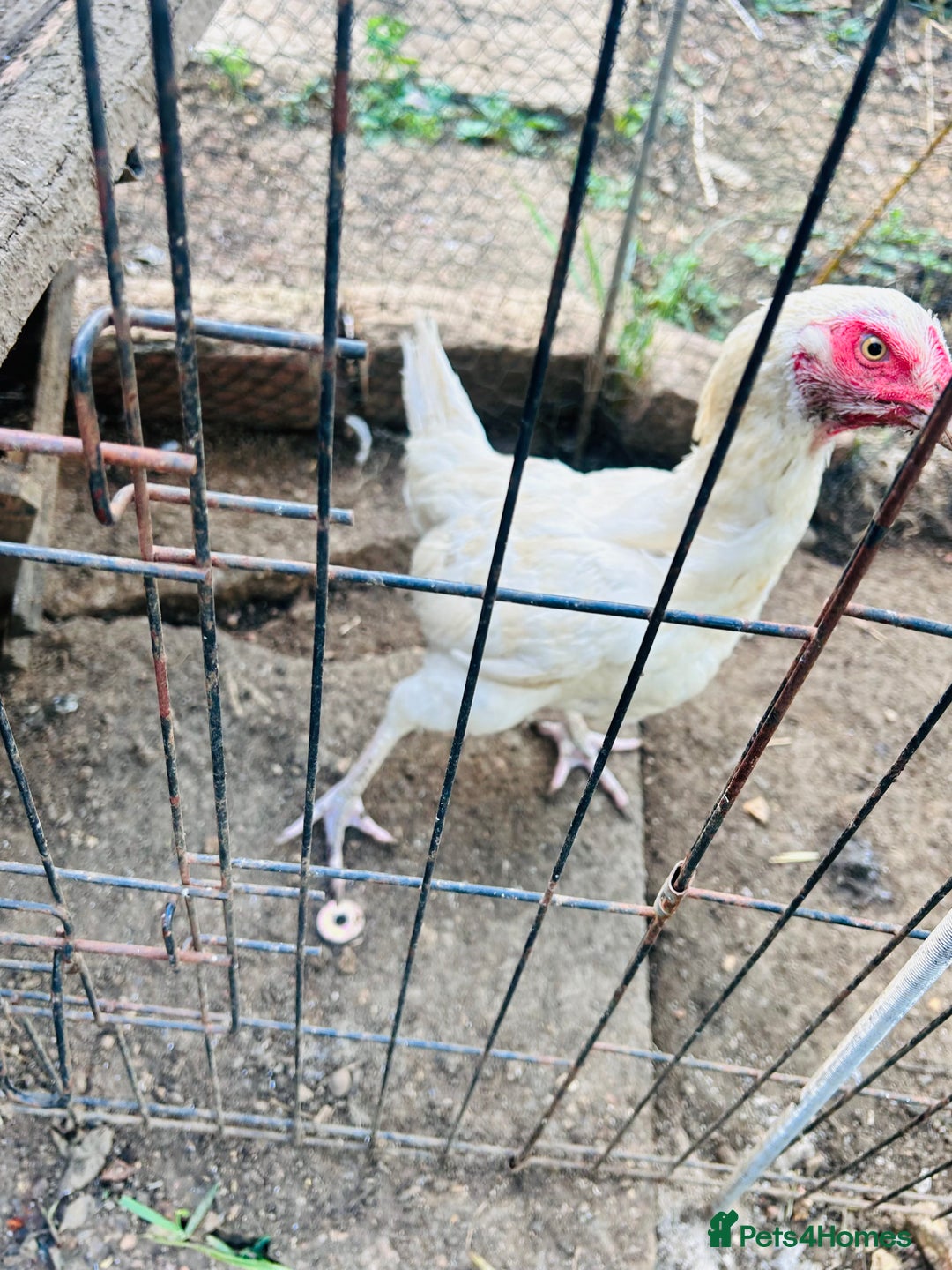 Chickens poultry for sale: Aseel shamo  chicks for sale  - Image 3