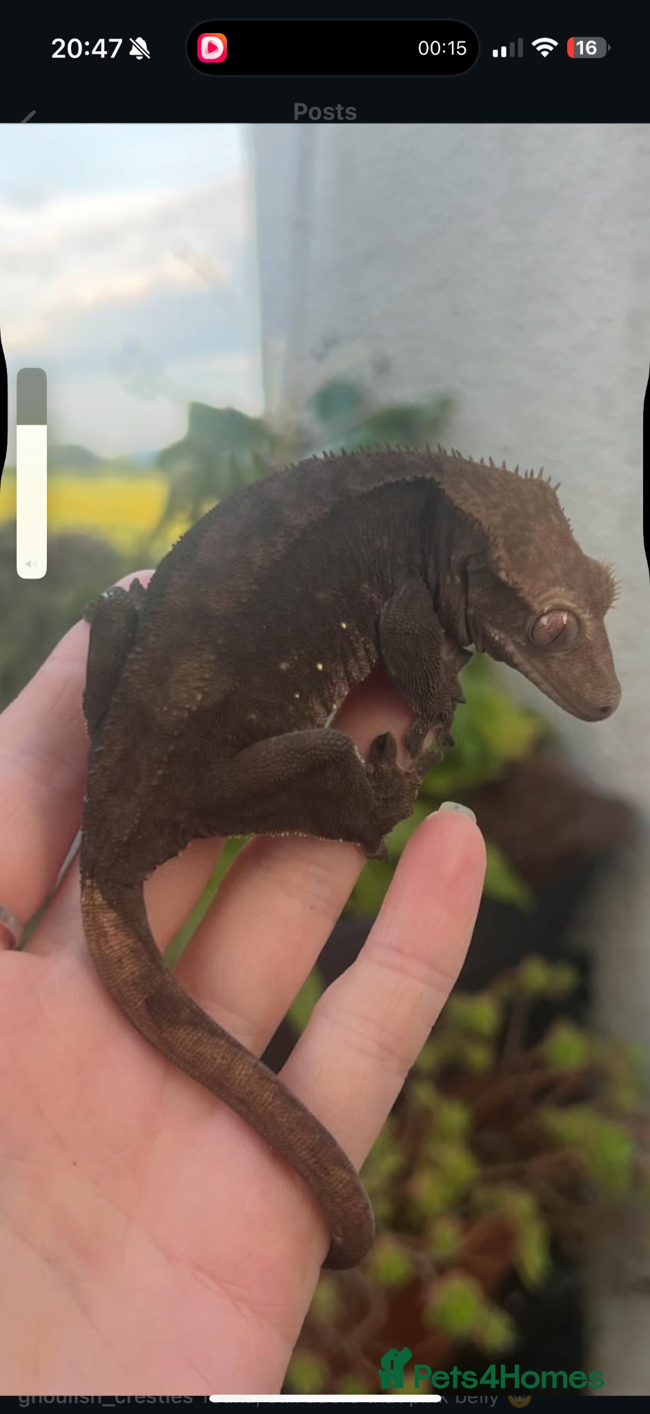 Gecko reptiles Female Cresties, laying duds - Advert 2