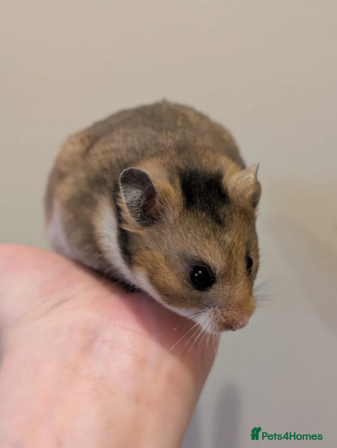 Hamster rodents for sale: Pedigree syrian hamsters  - Advert 2