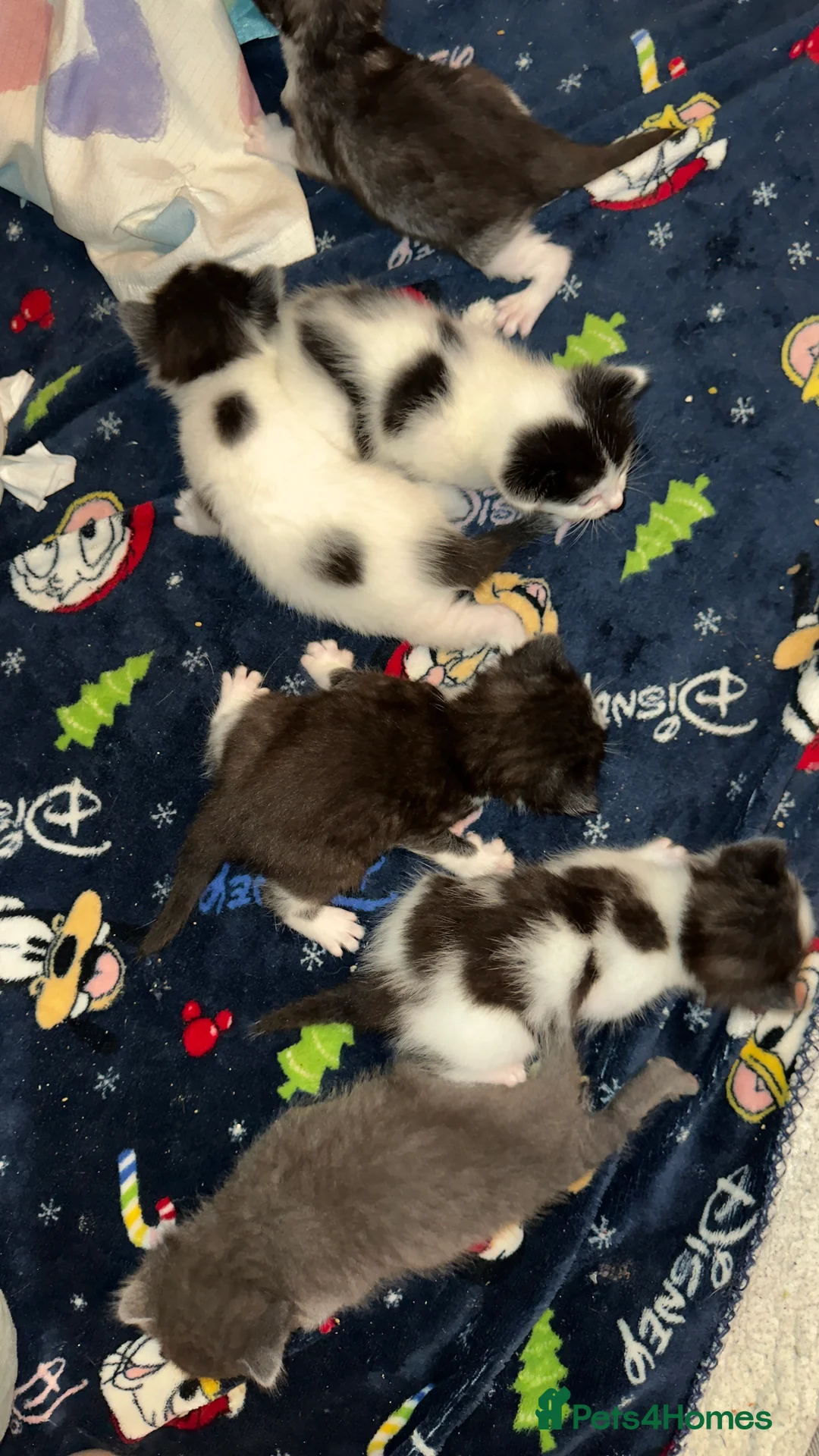 British Shorthair cats for sale: 6 loving kittens looking for their forever homes - Advert 2