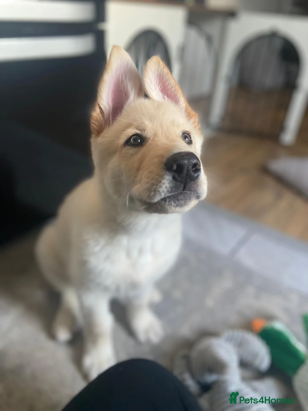 Mixed Breed dogs for sale: German shepherd cross northern Inuit  - Advert 5