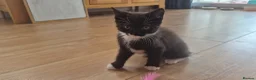 Mixed Breed cats for sale: Two female black and white kittens for sale - Advert 10