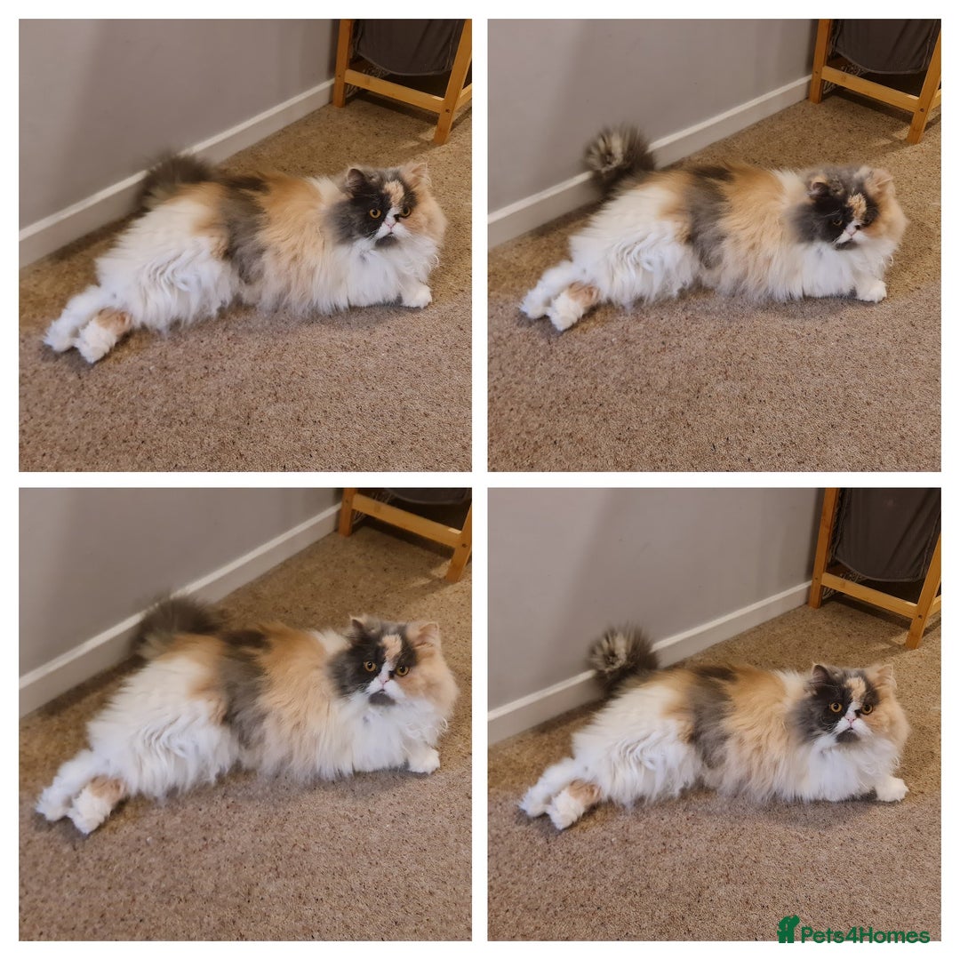 Mixed Breed cats for adoption: Sweet, sassy Samara is looking for a loving home - Advert 9