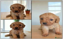 Cavapoo dogs for sale: Cavapoos  - Image 2