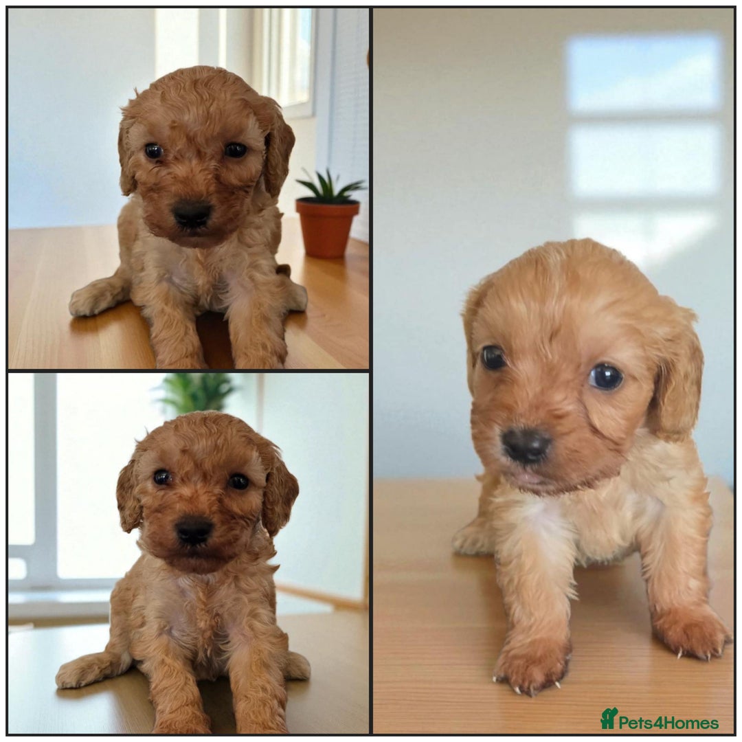 Cavapoo dogs for sale: Cavapoos  - Image 2