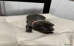 Staffordshire Bull Terrier dogs for sale: 7 gorgeous blue/lilac staffies - Image 12