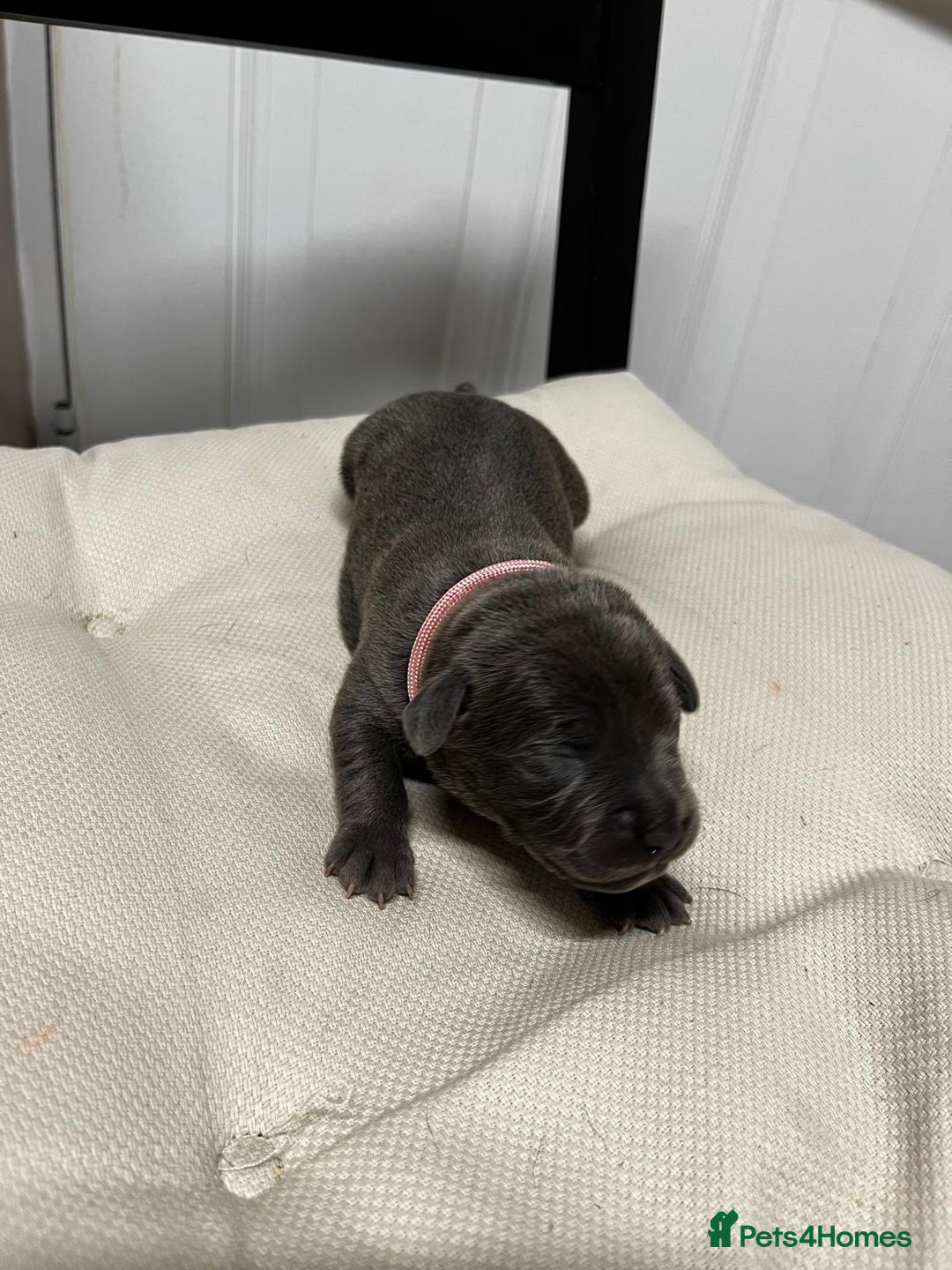 Staffordshire Bull Terrier dogs for sale: 7 gorgeous blue/lilac staffies - Image 12